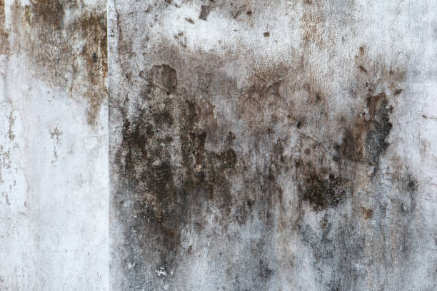 Best Asbestos and Lead Testing During Mold Inspection  in Southside Place, TX