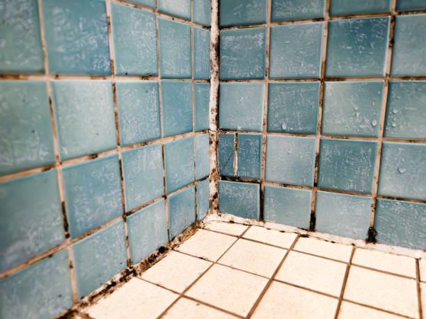 Best Mold Odor Removal Services  in Southside Place, TX
