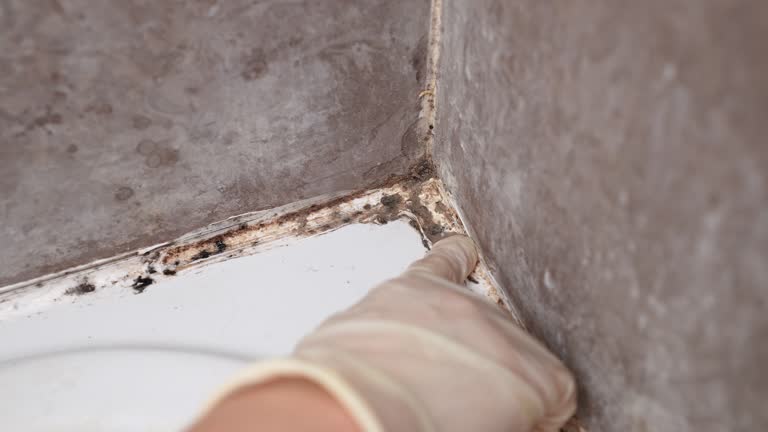  Southside Place, TX Mold Removal Pros